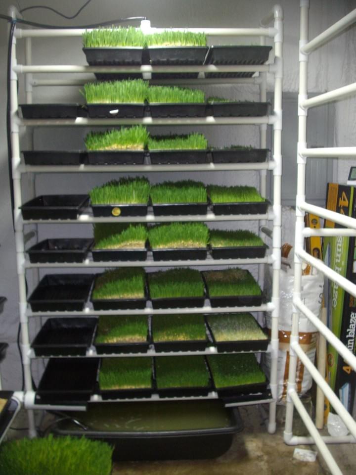 32 Tray Fodder System F9003 – Craft Pork